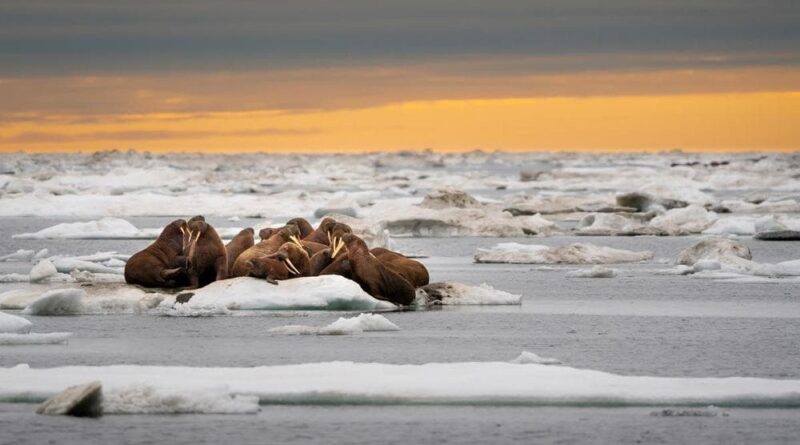 ❄️ Participez au recensement des morses en Arctique depuis chez vous