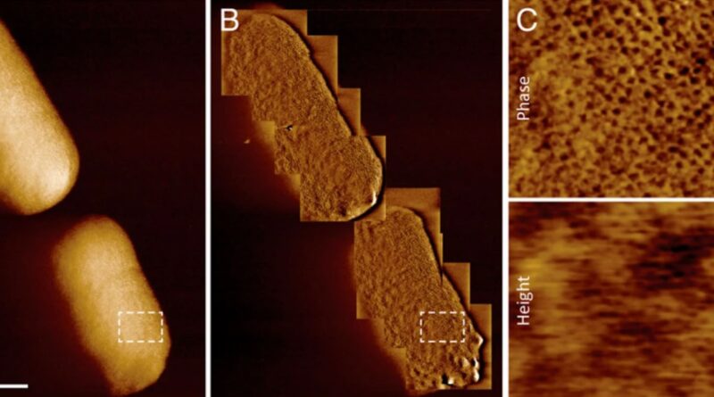 🦠Ces images de bactéries sont les plus nettes prises à ce jour