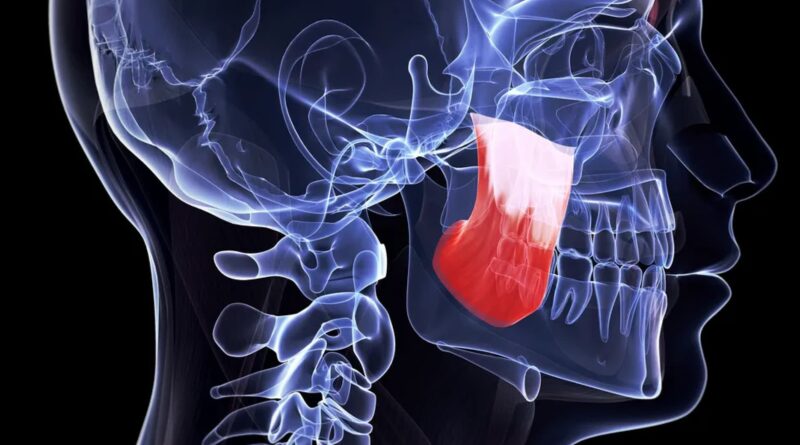 🦷 Un nouveau muscle dans la mâchoire humaine est connu