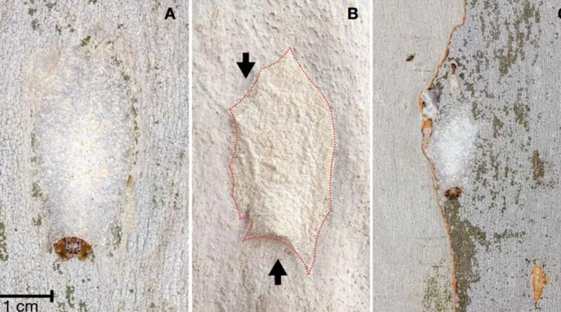 🕷 Une araignée australienne fabrique sa cape d'invisibilité