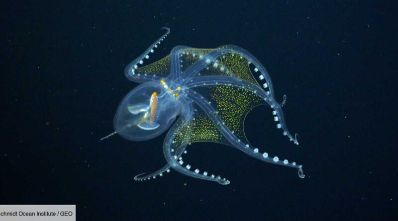 🐙 La "pieuvre de verre" une espèce rarissime et majestueuse