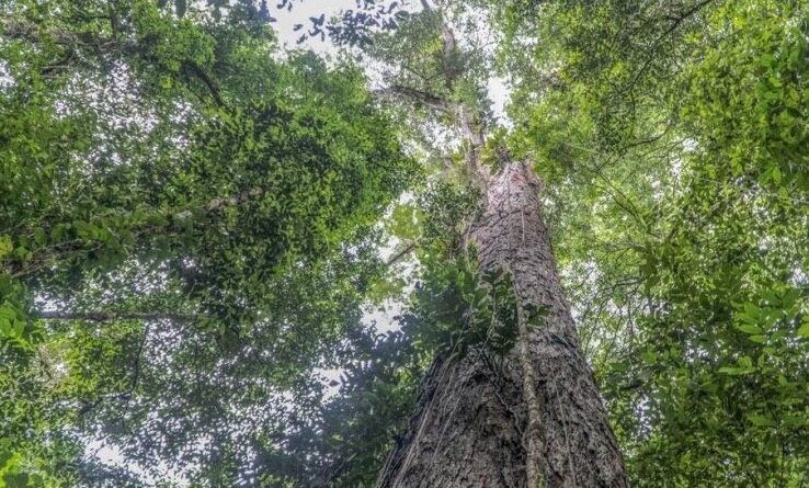 Plus grand arbre d'Amazonie