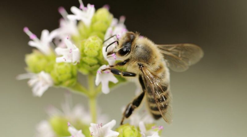 Intelligence artificielle communique avec des abeilles