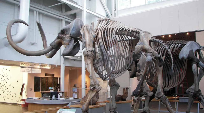 ADN de mastodonte