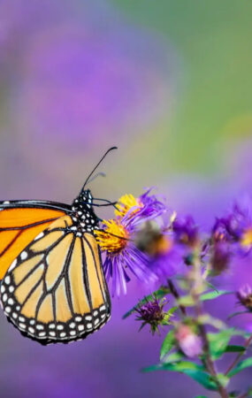 Papillons