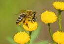Abeilles