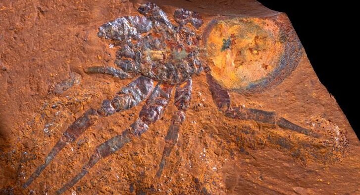 L'araignée fossilisée découverte en Australie