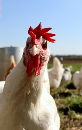 L'IA pour communiquer avec les poules