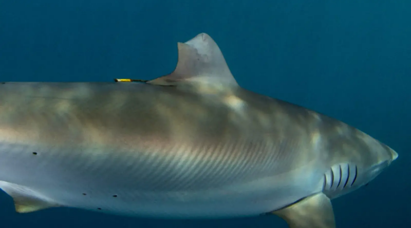 Ce requin soyeux a réussi à régénérer sa nageoire dorsale