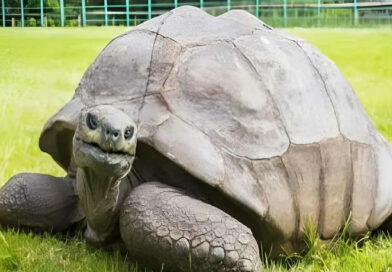Jonathan a eu 192 ans : elle est la plus vieille tortue du monde
