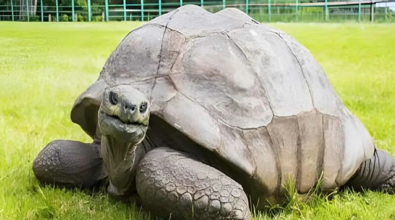 Jonathan a eu 192 ans : elle est la plus vieille tortue du monde