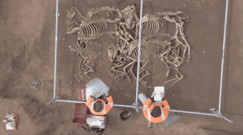 28 squelettes de chevaux de l’époque gauloise découverts