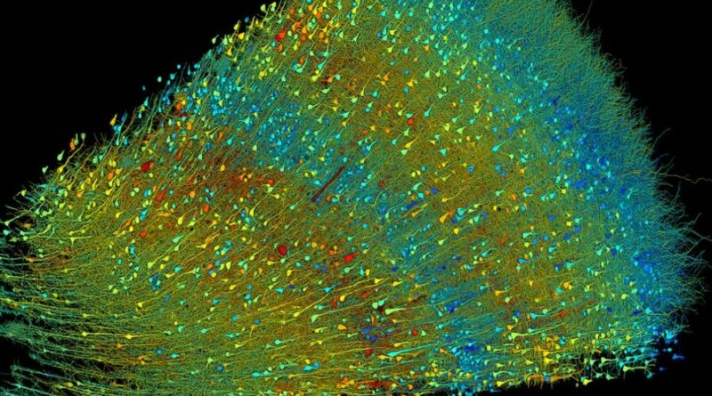 Google et Harvard sont parvenus à cartographier une partie de notre cerveau en 3D